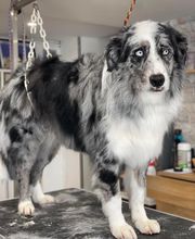 Détente Canine image 3