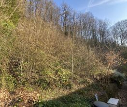 Baumdienst Behan Bild 15