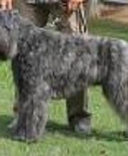 perros-dasilvafoto2.jpg
