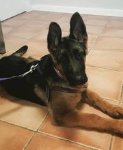 Arca Veterinaria imagen 14