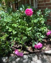 Jacobs Berry Farm image 15
