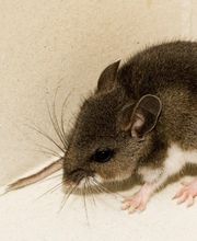 OPC Pest Services - Lake Barrington (Schopen) image 1