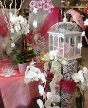 Petite Fleur image 5