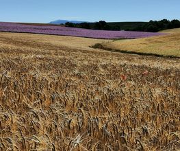 Champ de blé et de sauge sclarée sur le plateau d'Entrevennes