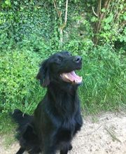 Educa'Dog image 6