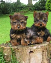 ELEVAGE D'YMAUVILLE image 6