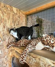 Hotel-cats.com image 1