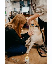 Stevenson Village Veterinary Hospital image 8