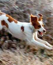 KYNOS - JORIS LOEFF Éducateur comportementaliste canin image 1