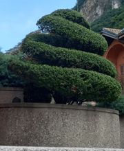 Vivai San Martino Bild 1