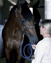 Cabinet vétérinaire Gauderon - Comment Sàrl Bild 8