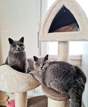 Halle aux Croquettes Labatut image 8