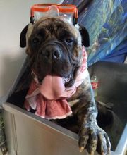 Le Salon des Stars image 9