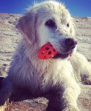 Pension chiens et chats l'afghanerie Mouette Brigitte mouette image 2