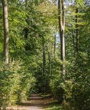 FriedWald Ostheide Bild 1