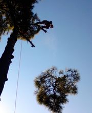 L'Arbre De Vie image 7