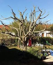 Baron Frederic image 6