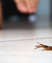 OPC Pest Services - Thornton image 19