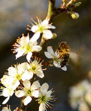 Saarimkerei Gaul Bild 1