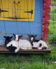 Véto Chez Vous image 2