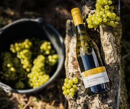 Weingut Hubertus M. Apel Bild 6