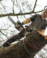 Arbres Verts Outters Outters Xavier image 9