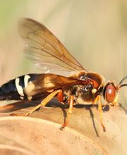 Waltham Pest Services image 10