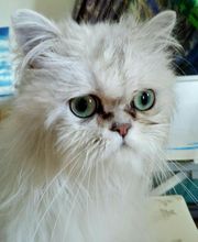 Le Salon des Stars image 10