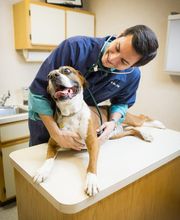 Lakewood Animal Hospital image 11