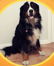 Arca Veterinaria imagen 4