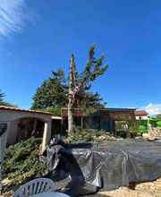 Au Respect De L'arbre image 5