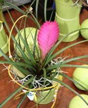 Blumen Joos GmbH Bild 3