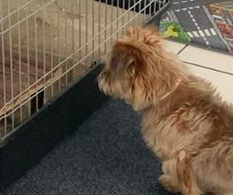 Hundebetreuung Oldies but Goldies Bild 4