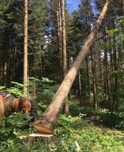 Des Racines à la Cime image 7