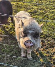 Une patte dans la main image 4