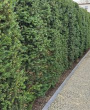 Daily Gartenpflege Bild 7