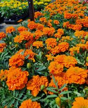 LE JARDIN EN FLEURS image 5