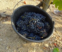 Domaine Blachon image 9
