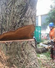 Ariège Arboriste image 13