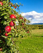 Keller Gartenservice Bild 3