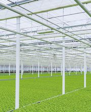 Stoll Légumes Bild 3