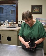 My Pet's Vet image 2