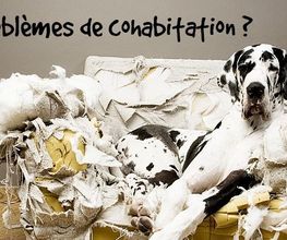 Astuce De Chien image 10