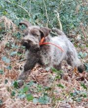 Pension Canine Coralicia image 1