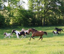 Ther'animal Bild 2