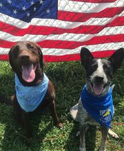 Tellico Bay Animal Hospital LLC image 2
