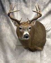 Arrowed 1 Taxidermy image 6