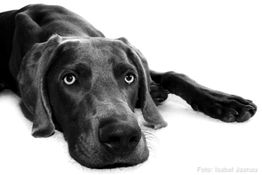 Dr. Wolfgang Harr Tierarztpraxis