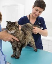 Kleintierpraxis Vivavet GmbH Bild 13