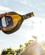 Weingut Thomas und Martin Schwab Bild 5